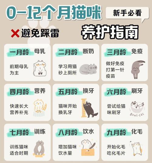 主人如何正确喂食猫粮？猫粮喂养的注意事项有哪些？