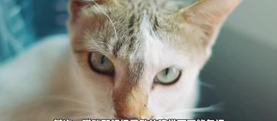 害怕吃着猫粮的猫怎么回事？可能的原因和解决方法是什么？