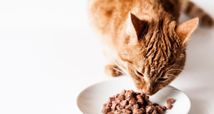 遇到小区大爷因猫粮问题责骂该如何应对？