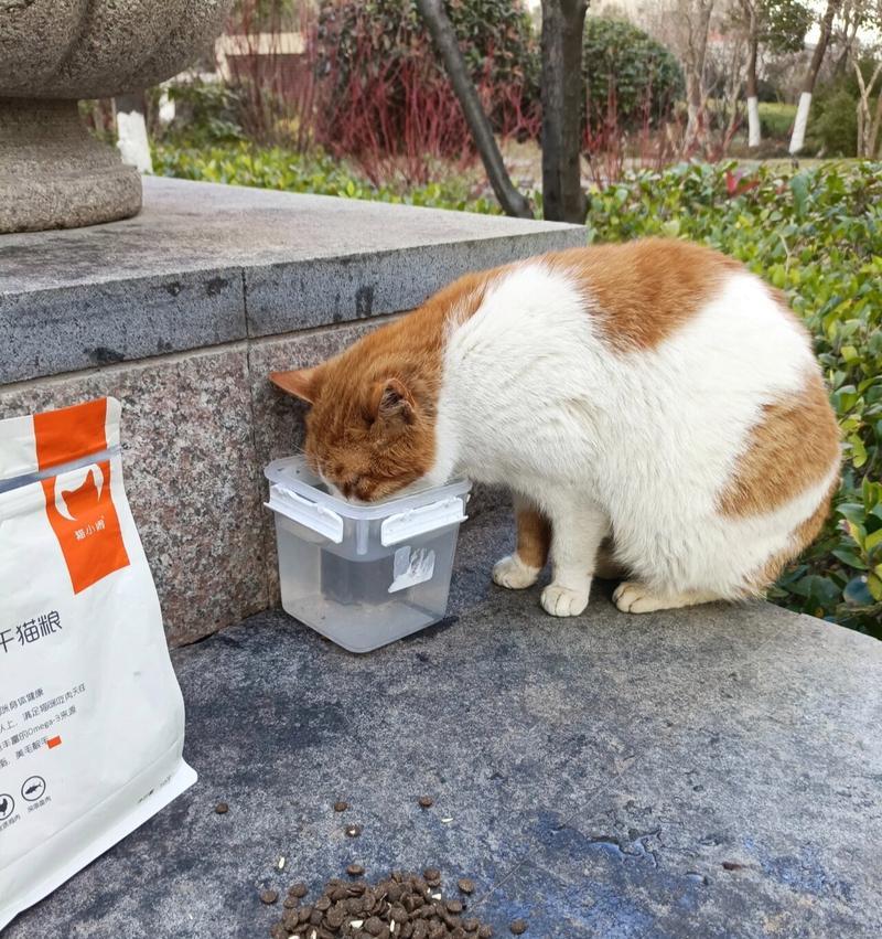 遇到小区大爷因猫粮问题责骂该如何应对？