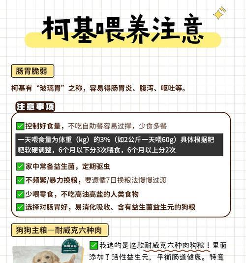 柯基犬如何适应猫粮喂养？