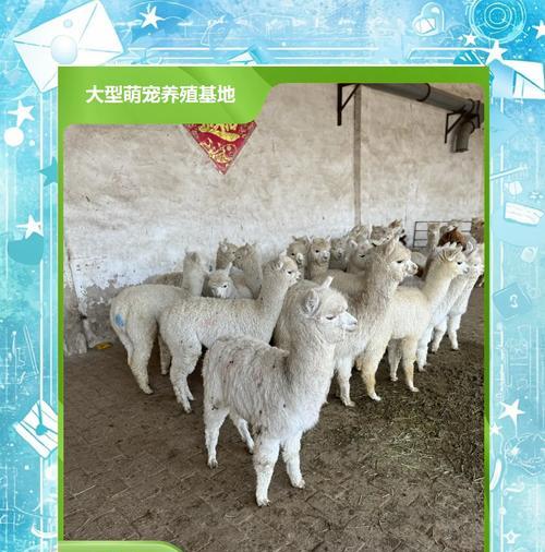 景区内如何养殖羊驼？有哪些注意事项和管理技巧？