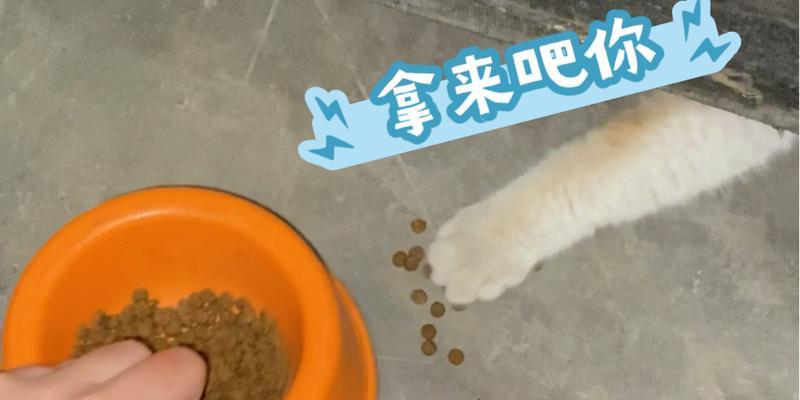 猫咪不吃猫粮还扒拉是怎么回事？