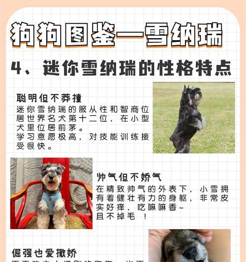 提雪纳瑞的包包价格是多少？哪里可以购买？