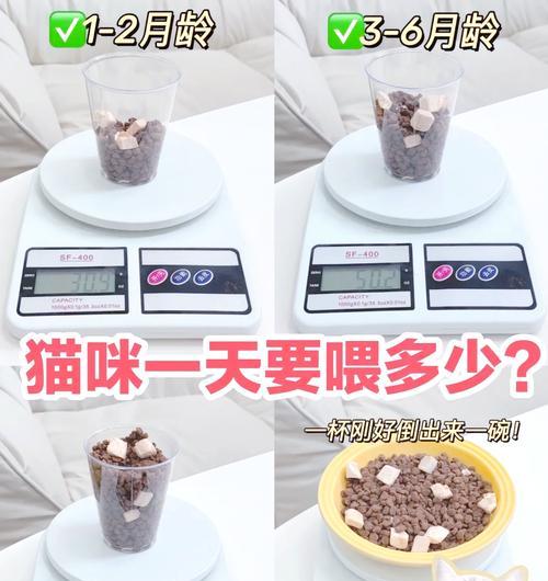 早上几点是喂猫粮的最佳时间？为什么猫粮对猫这么重要？