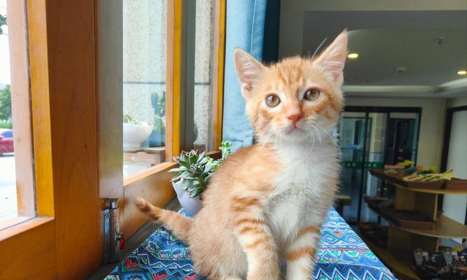 被抢粮的橘猫有特定的名字吗？