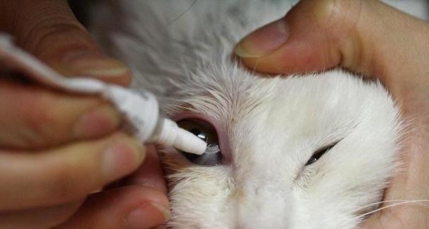 猫粮出现针眼该如何处理？