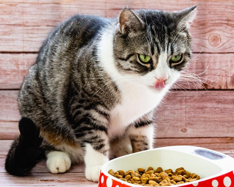猫咪为何只在用手喂食时才进食？