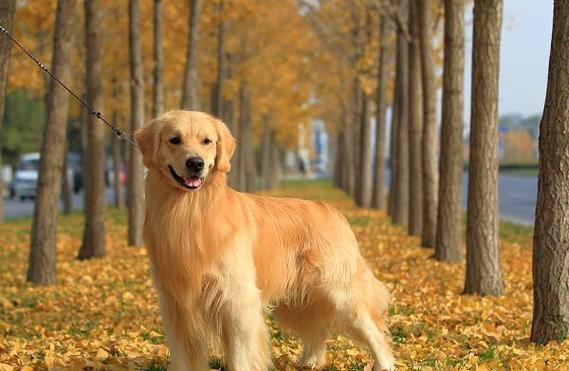 金毛犬不听召唤怎么办？