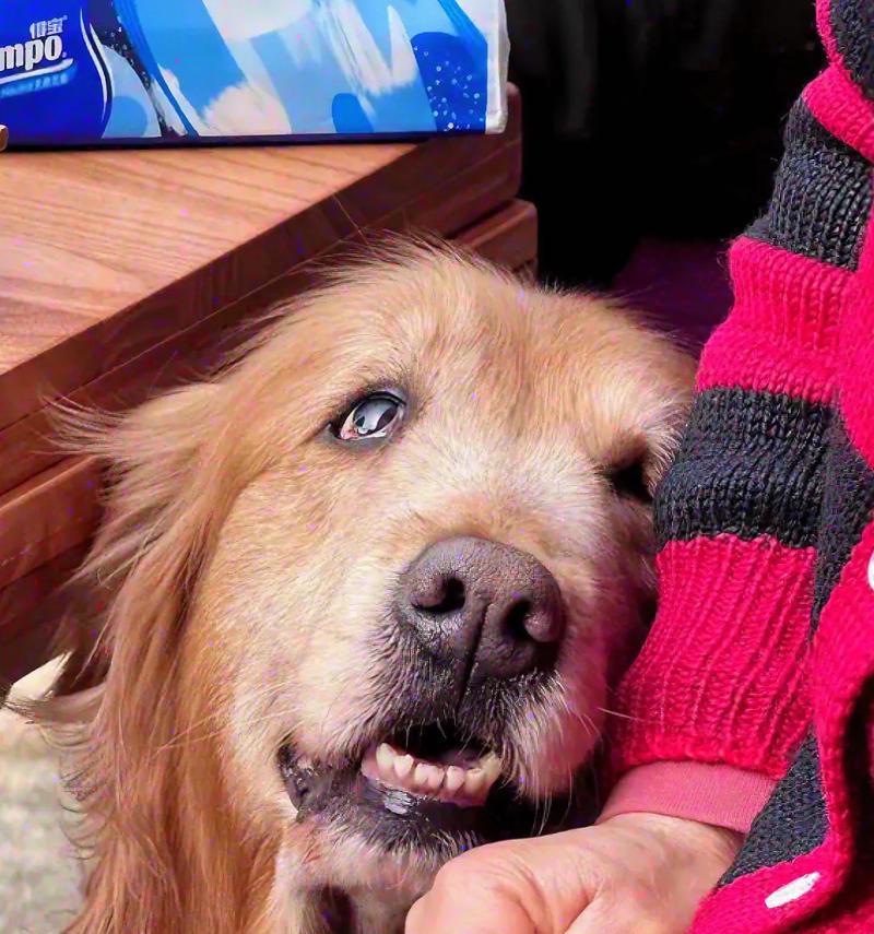 金毛犬不听召唤怎么办？