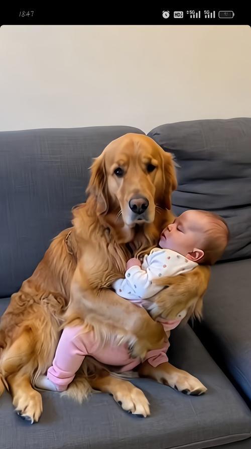 金毛犬不听召唤怎么办？