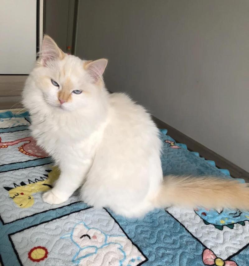 小猫长牙期间不吃猫粮的原因是什么？