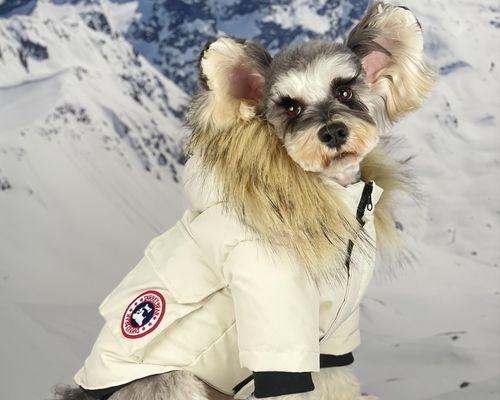 雪纳瑞冬季两件套衣服价格是多少？