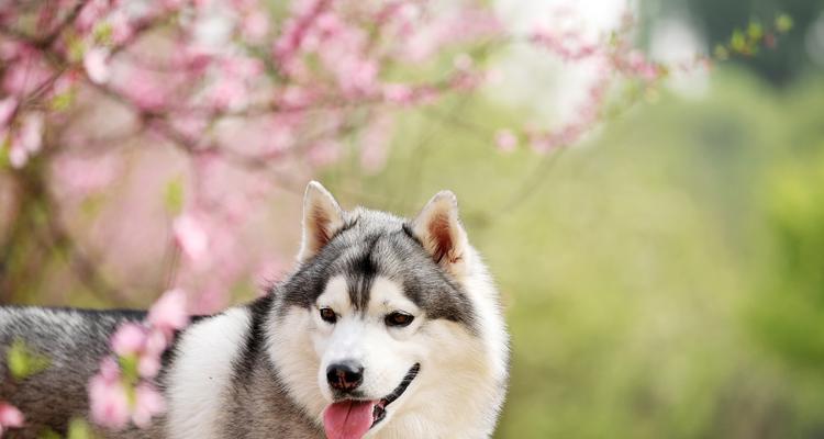哈士奇是否属于烈犬？哈士奇的品种特性是什么？