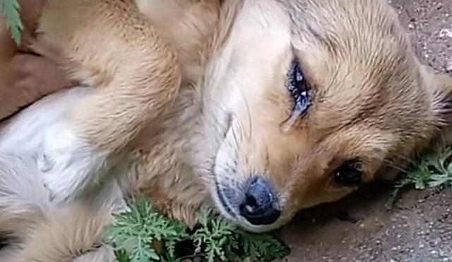 小狗抽搐死亡原因分析（宠物狗的健康需求与护理知识）