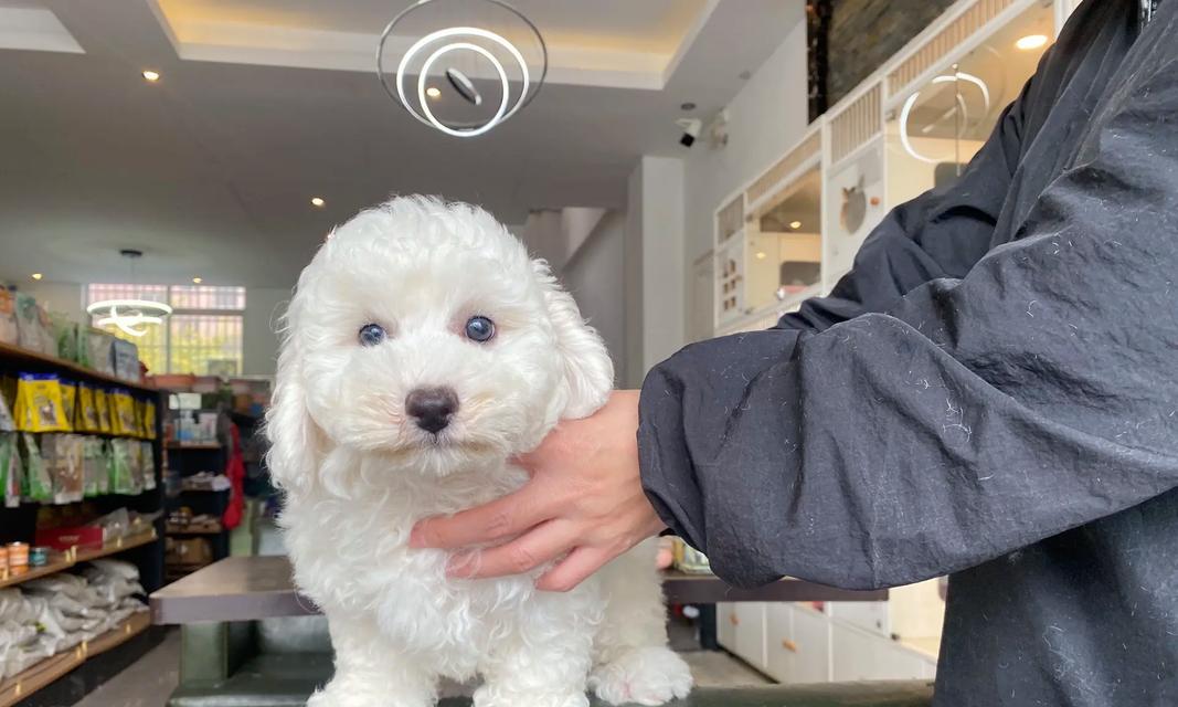 比熊犬二手出售价格是多少？