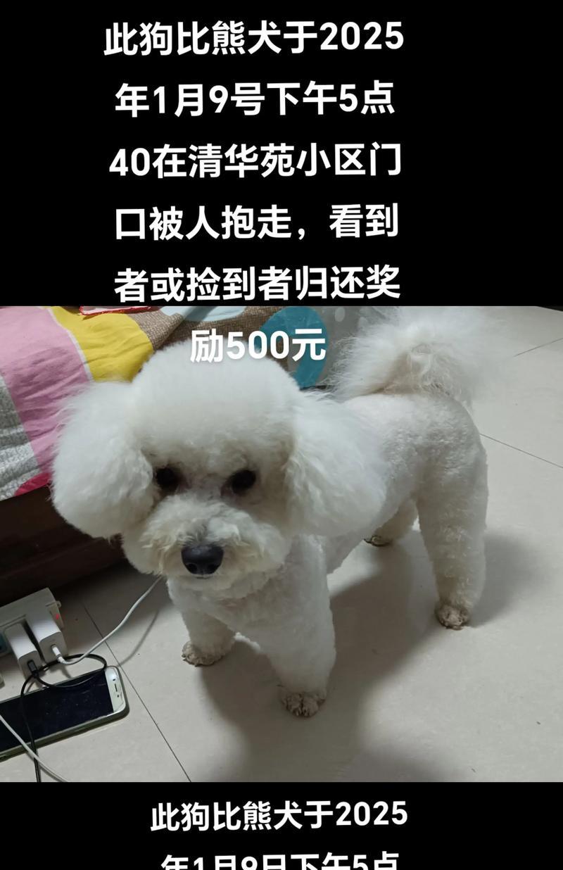 比熊犬二手出售价格是多少？