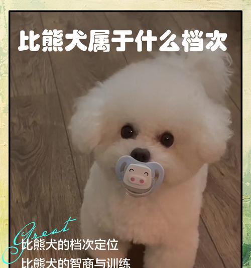 训练比熊犬的费用是多少？