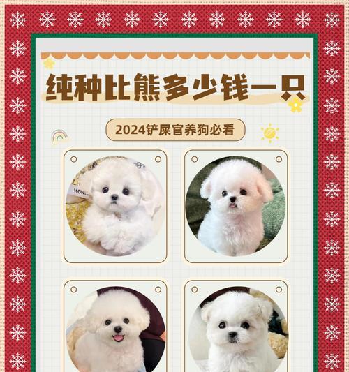 比熊犬在哪里购买？价格大概是多少？