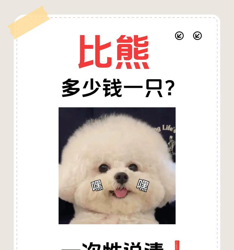 比熊犬在哪里购买？价格大概是多少？
