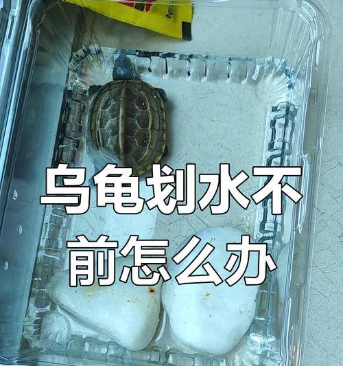 巴西龟尾巴断裂可能的原因是什么? 巴西龟尾巴断裂可能的原因是什么?
