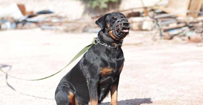 如何解决以罗威纳犬不吃东西眼屎多的问题(宠物狗饮食习惯的影响因素) 如何解决以罗威纳犬不吃东西眼屎多的问题(宠物狗饮食习惯的影响因素)