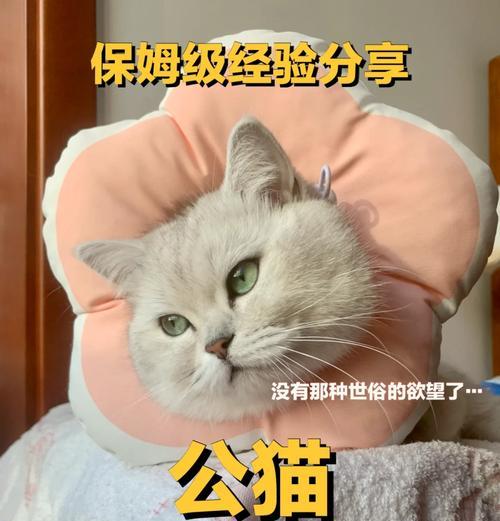 种公猫几岁绝育最佳？绝育年龄对健康有何影响？