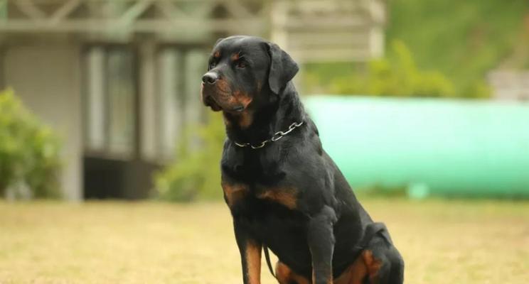 如何解决以罗威纳犬不吃东西眼屎多的问题（宠物狗饮食习惯的影响因素）