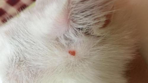 宠物猫的正确打屁股方法（小猫长猫藓）