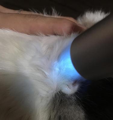 宠物猫的正确打屁股方法（小猫长猫藓）