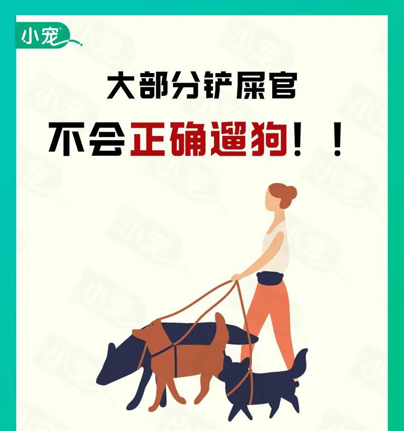狗狗在家如何出门溜达？有哪些安全的遛狗方式？