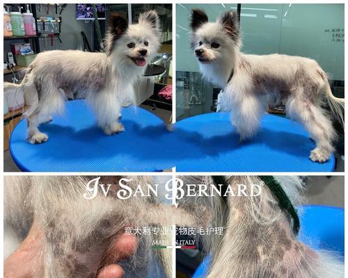 博美犬身上有癣时应如何处理？