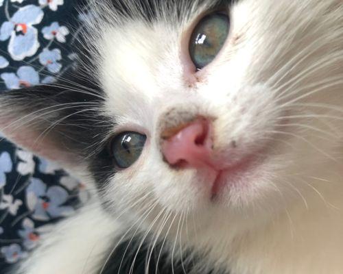 猫咪鼻子干燥开裂，如何解决（关注宠物健康）