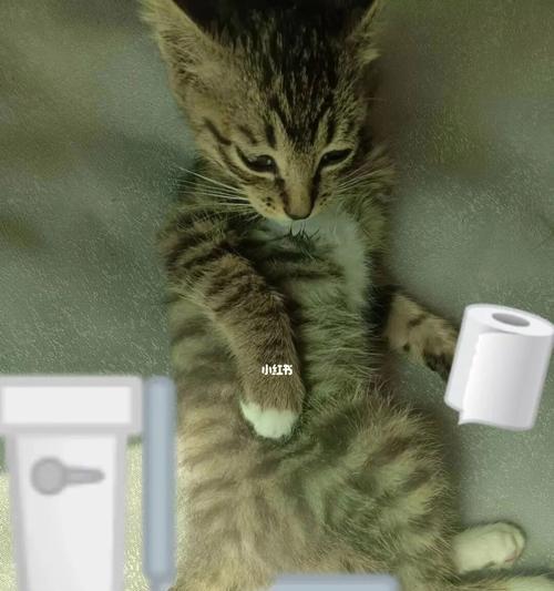 猫咪便便有点湿有点臭(宠物健康重要) 猫咪便便有点湿有点臭(宠物健康重要)