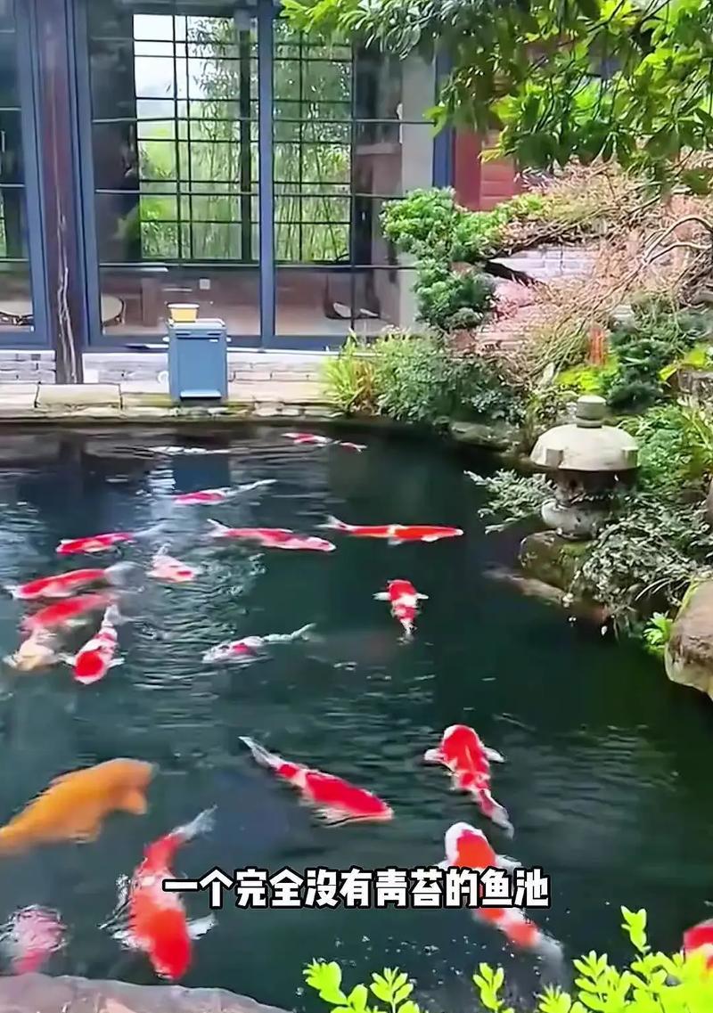 锦鲤饲养中应搭配哪些植物或鱼类？如何打造和谐的锦鲤池？