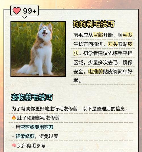 给狗狗剃毛有哪些注意事项?剃毛后如何护理? 给狗狗剃毛有哪些注意事项?剃毛后如何护理?