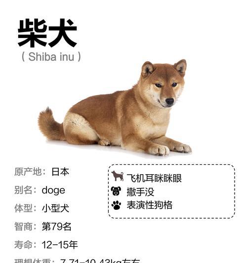 洛阳宠物店秋季柴犬的售价是多少?柴犬的价格受什么因素影响? 洛阳宠物店秋季柴犬的售价是多少?柴犬的价格受什么因素影响?