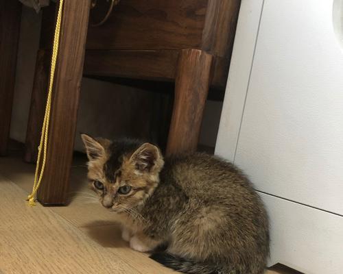猫咪得腹水如何治愈（了解猫咪得腹水的症状和原因）