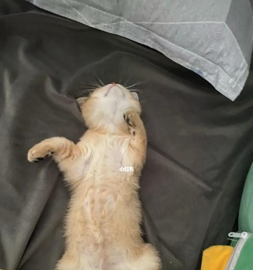 为什么猫咪喜欢肚子朝上睡觉（探究猫咪睡姿的奥秘）