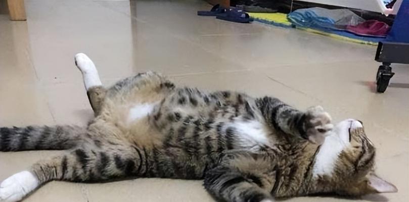 为什么猫咪喜欢肚子朝上睡觉（探究猫咪睡姿的奥秘）