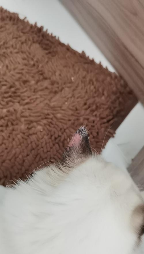 猫咪耳朵长猫藓，你了解吗（猫咪耳朵长什么样）