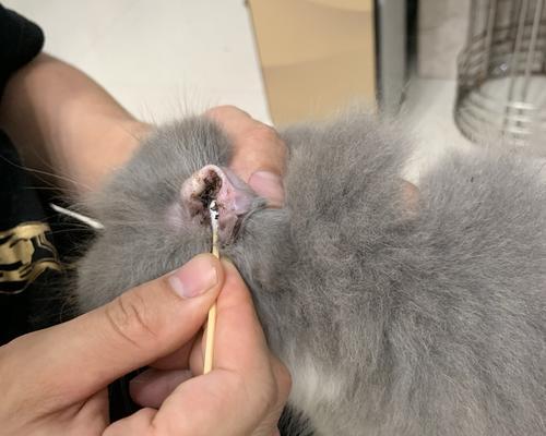 猫咪耳屎突然变化，应该怎么办（宠物耳朵保健知识大揭秘）