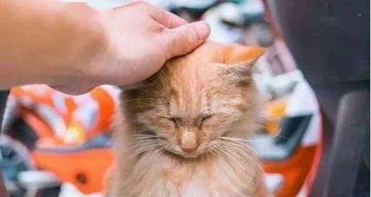 猫咪健康(猫咪健康知识普及) 猫咪健康(猫咪健康知识普及)
