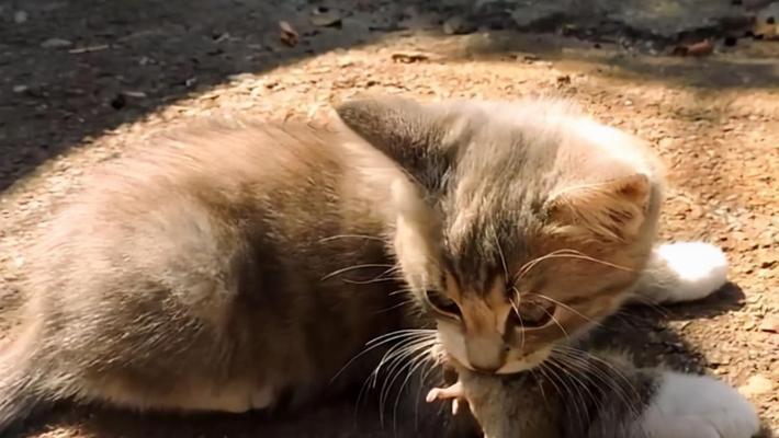 猫咪健康(猫咪健康知识普及) 猫咪健康(猫咪健康知识普及)