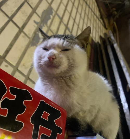 猫咪胡子再生的秘密(猫咪胡子能修) 猫咪胡子再生的秘密(猫咪胡子能修)