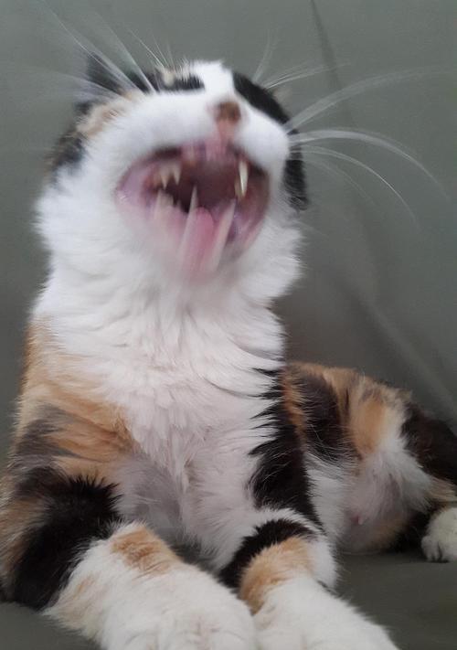 猫咪胡子再生的秘密(猫咪胡子能修) 猫咪胡子再生的秘密(猫咪胡子能修)