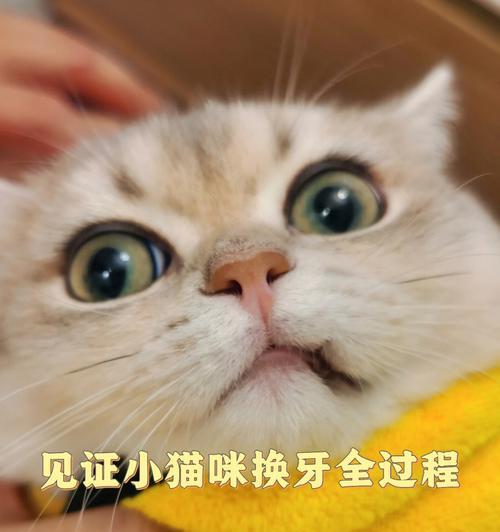 小猫咪换牙期间口腔肿胀，你需要知道的事项（预防措施）