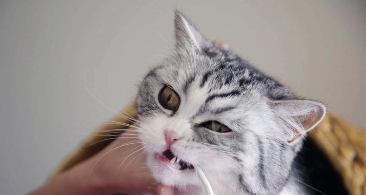 小猫咪换牙期间口腔肿胀，你需要知道的事项（预防措施）
