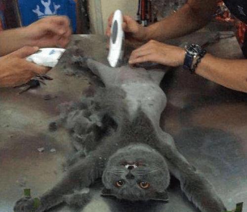 猫咪剃毛的利与弊（如何正确为宠物剃毛）