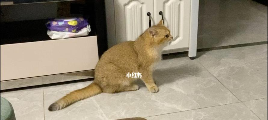 猫咪为什么会经常抽搐（探讨猫咪抽搐的原因和解决方法）